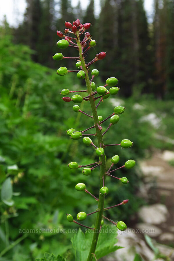 baneberries (Actaea rubra) [Lake Solitude Trail, Uinta-Wasatch-Cache National Forest, Salt Lake County, Utah]