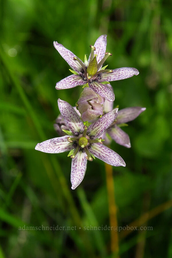 star gentian (felwort) (Swertia perennis) [Silver Lake Interpretive Trail, Brighton, Salt Lake County, Utah]