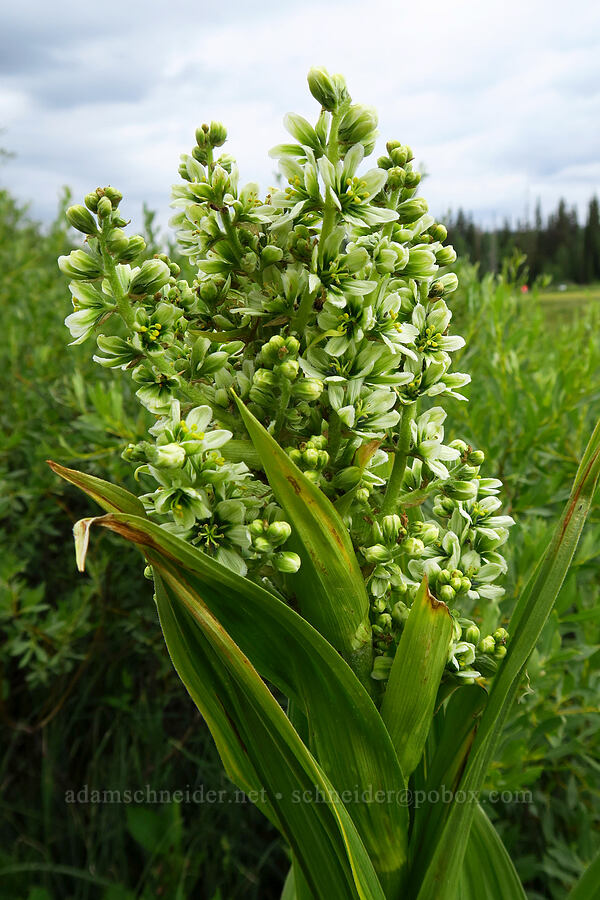 California corn lily (Veratrum californicum) [Silver Lake Interpretive Trail, Brighton, Salt Lake County, Utah]