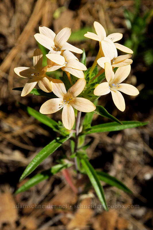 grand collomia (Collomia grandiflora) [Onion Creek Trail, Strawberry Mountain Wilderness, Grant County, Oregon]