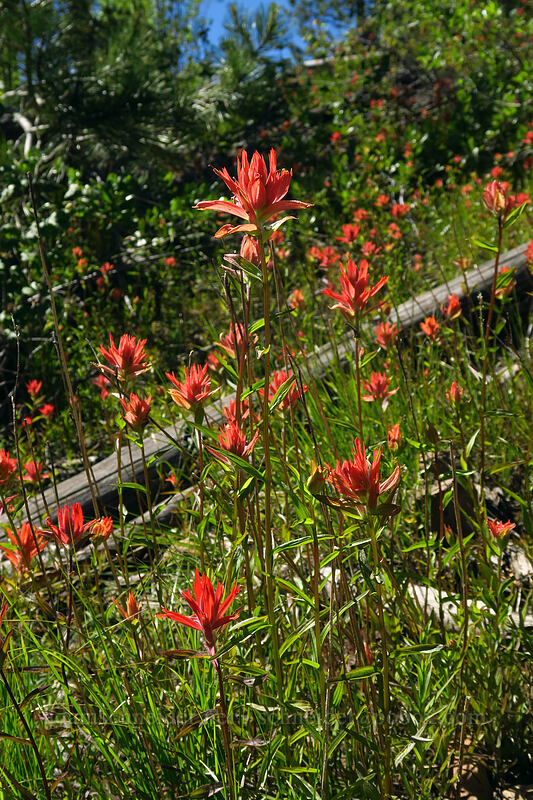scarlet paintbrush (Castilleja miniata) [Onion Creek Trail, Strawberry Mountain Wilderness, Grant County, Oregon]