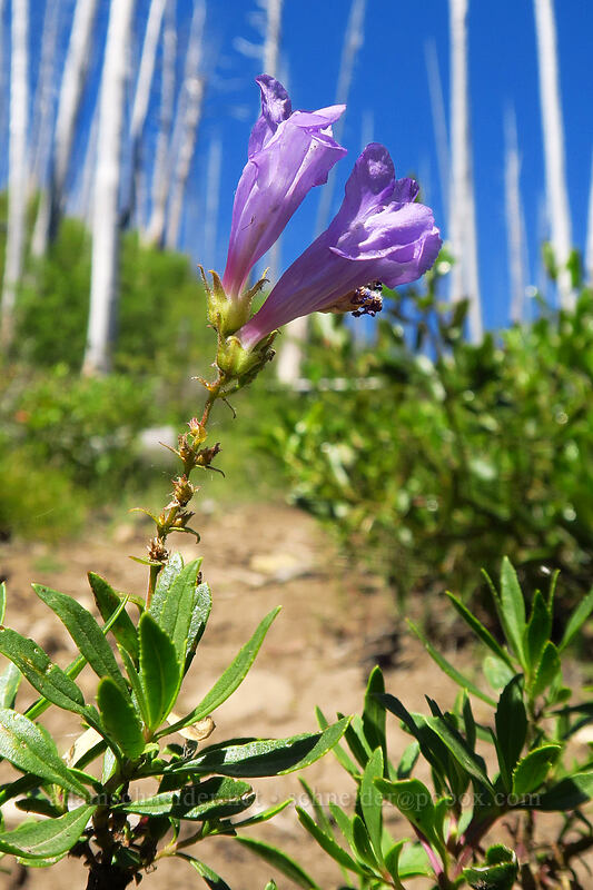 shrubby penstemon (Penstemon fruticosus) [Onion Creek Trail, Strawberry Mountain Wilderness, Grant County, Oregon]