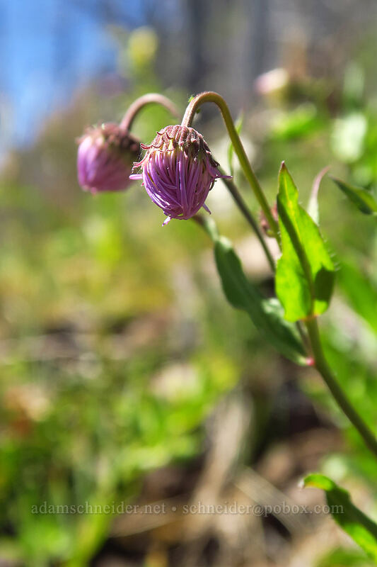 showy fleabane, budding (Erigeron speciosus) [Onion Creek Trail, Strawberry Mountain Wilderness, Grant County, Oregon]