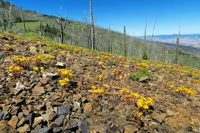 lance-leaf stonecrop (Sedum lanceolatum) [Onion Creek Trail, Strawberry Mountain Wilderness, Grant County, Oregon]