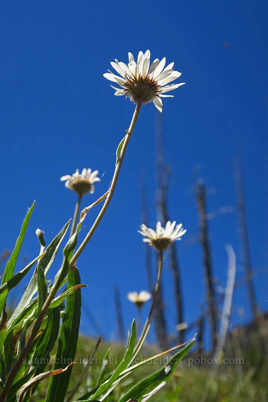 Eaton's shaggy fleabane (Erigeron eatonii var. villosus) [Onion Creek Trail, Strawberry Mountain Wilderness, Grant County, Oregon]