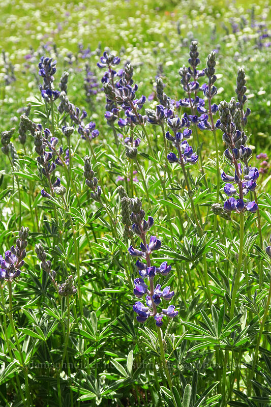 lupines (Lupinus sp.) [Onion Creek Trail, Strawberry Mountain Wilderness, Grant County, Oregon]