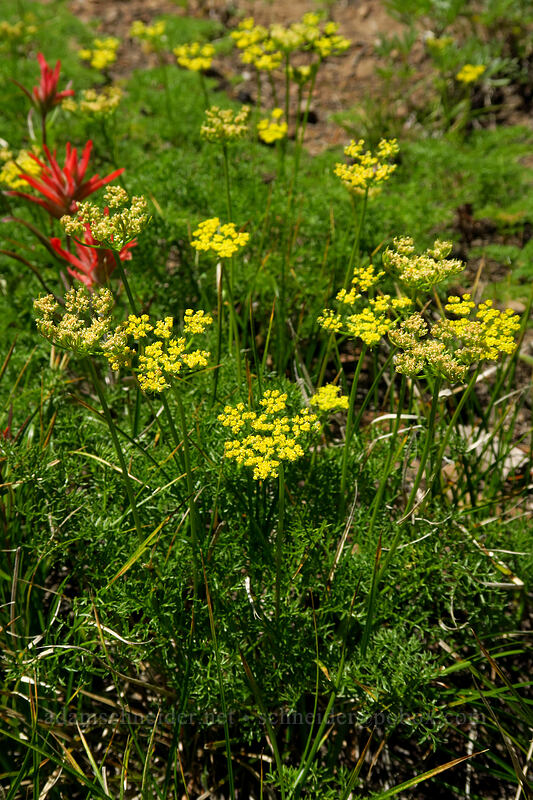 pungent desert parsley (Lomatium papilioniferum (Lomatium grayi)) [Onion Creek Trail, Strawberry Mountain Wilderness, Grant County, Oregon]