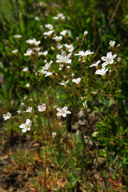 sandwort (Eremogone sp. (Arenaria sp.)) [Onion Creek Trail, Strawberry Mountain Wilderness, Grant County, Oregon]