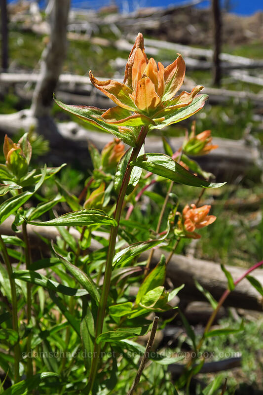 orange paintbrush (Castilleja miniata) [Onion Creek Trail, Strawberry Mountain Wilderness, Grant County, Oregon]