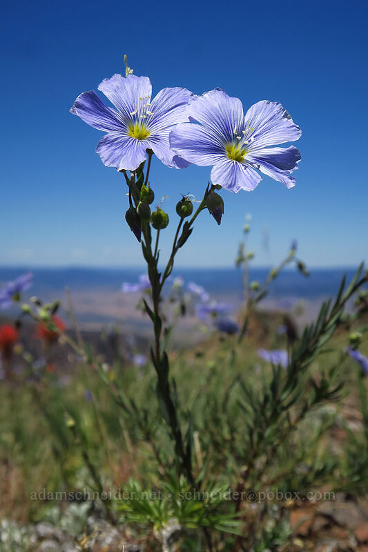 blue flax (Linum lewisii (Linum perenne var. lewisii)) [Onion Creek Trail, Strawberry Mountain Wilderness, Grant County, Oregon]