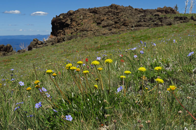 Piper's golden buckwheat & blue flax (Eriogonum flavum var. piperi, Linum lewisii (Linum perenne var. lewisii)) [Onion Creek Trail, Strawberry Mountain Wilderness, Grant County, Oregon]