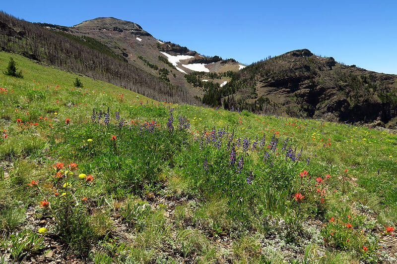 wildflowers & Strawberry Mountain [Onion Creek Trail, Strawberry Mountain Wilderness, Grant County, Oregon]