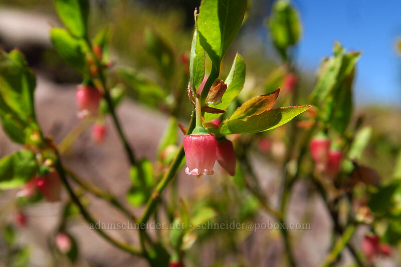 grouse whortleberry flowers (Vaccinium scoparium) [Summit Trail, Strawberry Mountain Wilderness, Grant County, Oregon]