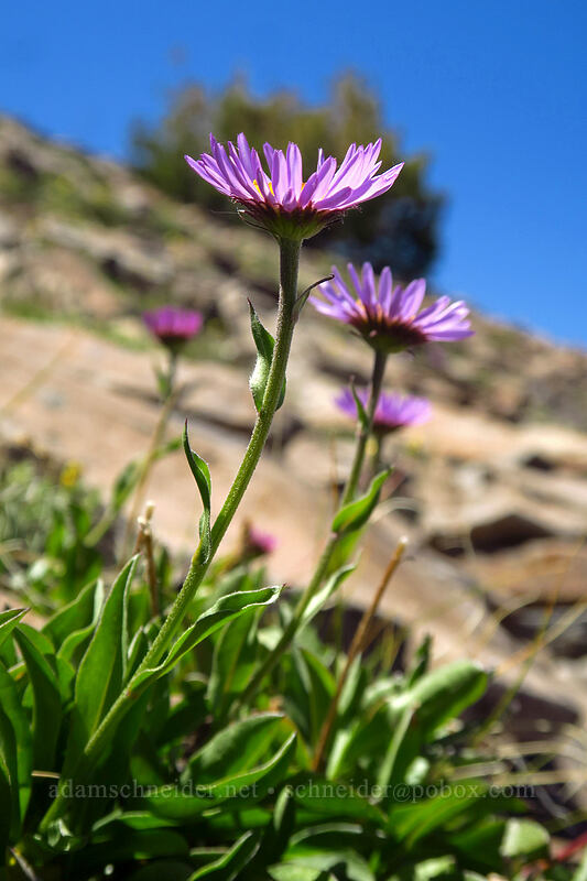 subalpine fleabane (Erigeron glacialis var. glacialis) [Summit Trail, Strawberry Mountain Wilderness, Grant County, Oregon]