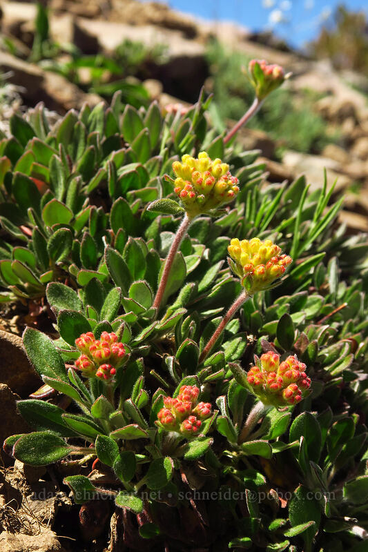 Piper's golden buckwheat, budding (Eriogonum flavum var. piperi) [Summit Trail, Strawberry Mountain Wilderness, Grant County, Oregon]