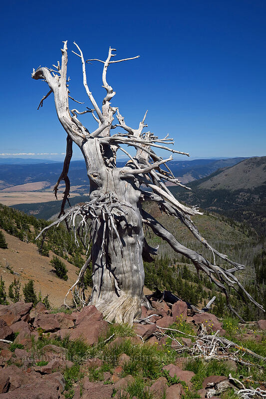 dead juniper [Onion Creek Trail, Strawberry Mountain Wilderness, Grant County, Oregon]
