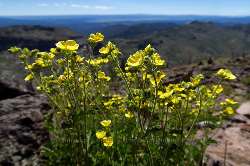 Austin's drymocallis/cinquefoil (Drymocallis lactea var. austiniae (Potentilla glandulosa var. austiniae)) [Onion Creek Trail, Strawberry Mountain Wilderness, Grant County, Oregon]