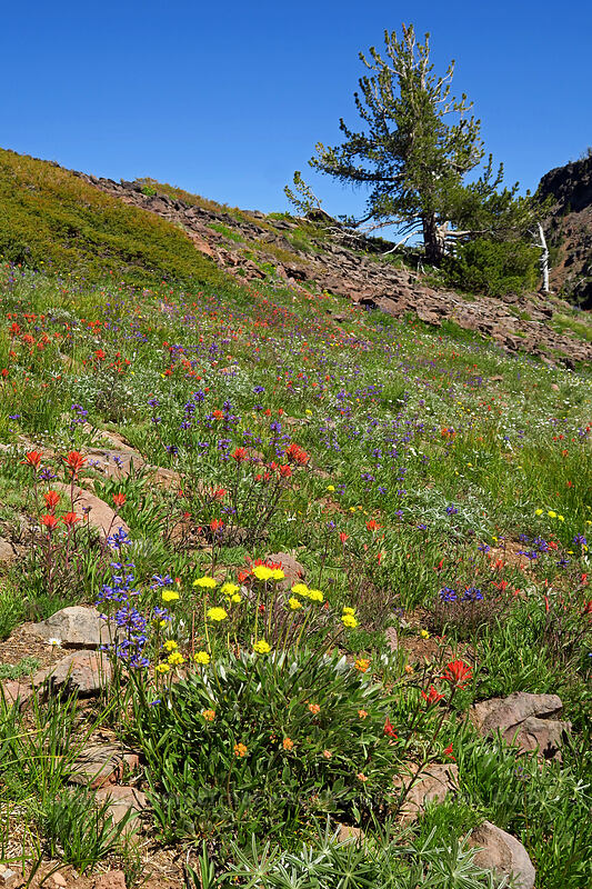 wildflowers [Strawberry Basin Trail, Strawberry Mountain Wilderness, Grant County, Oregon]