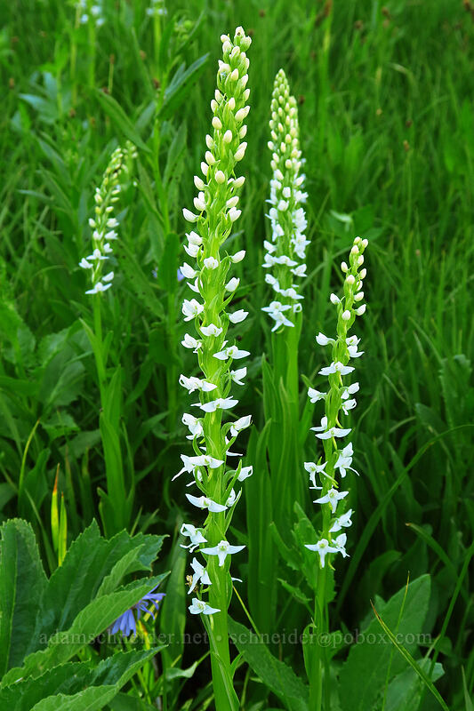 white bog orchid (Platanthera dilatata) [Strawberry Basin Trail, Strawberry Mountain Wilderness, Grant County, Oregon]