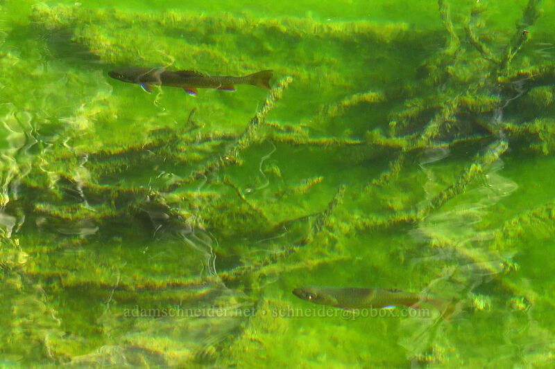 brook trout (Salvelinus fontinalis) [Little Strawberry Lake, Strawberry Mountain Wilderness, Grant County, Oregon]