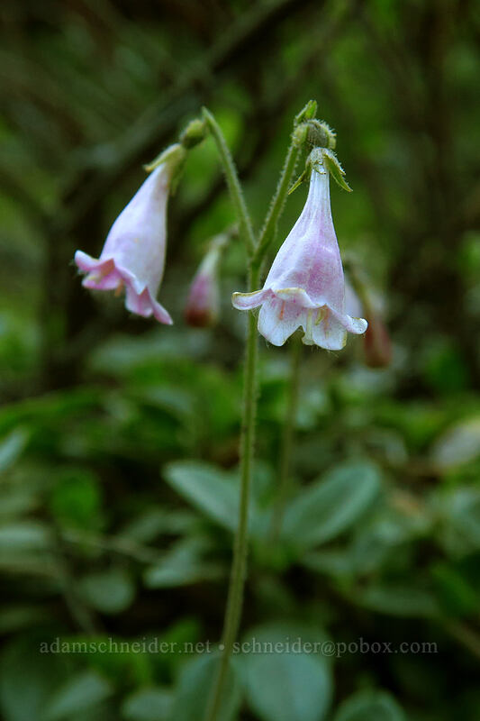 twinflower (Linnaea borealis) [Forest Road 6001, Malheur National Forest, Grant County, Oregon]