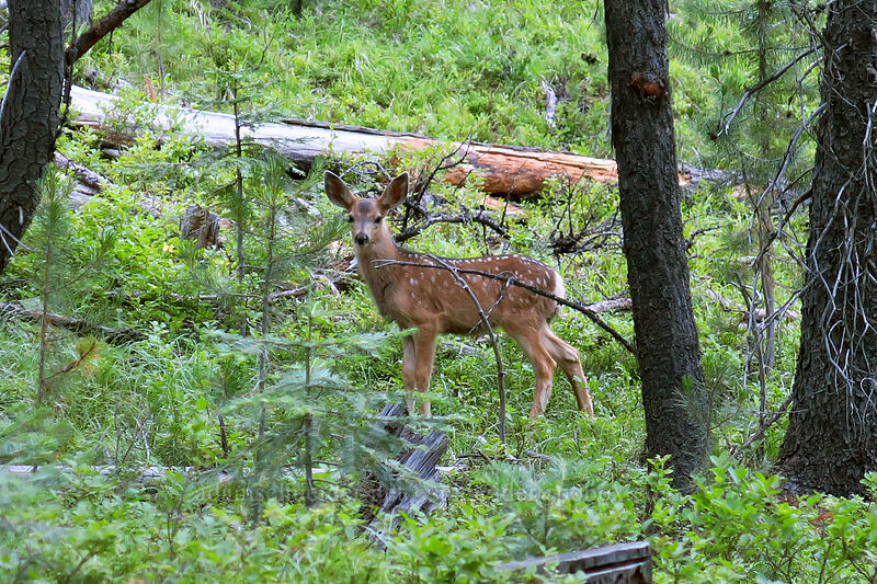 mule deer fawn (Odocoileus hemionus hemionus) [Forest Road 6001, Malheur National Forest, Grant County, Oregon]