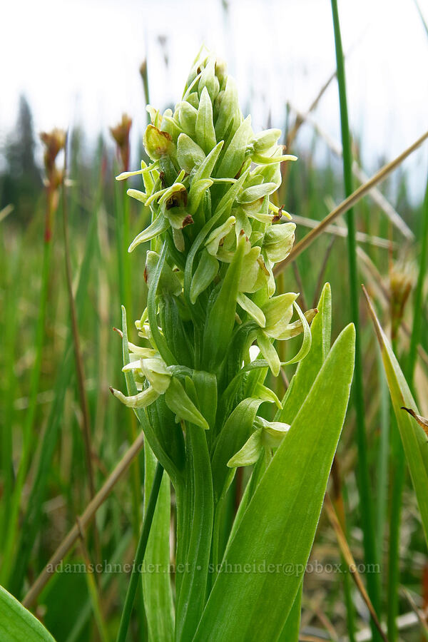 northern green bog orchid (Platanthera huronensis) [Silver Meadow, Uinta-Wasatch-Cache National Forest, Wasatch County, Utah]