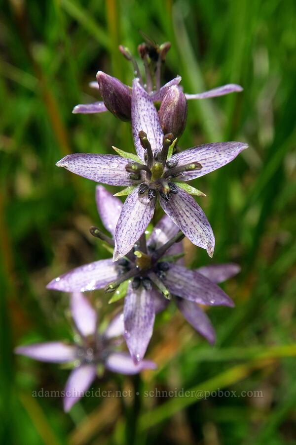 star gentian (felwort) (Swertia perennis) [Silver Meadow, Uinta-Wasatch-Cache National Forest, Wasatch County, Utah]