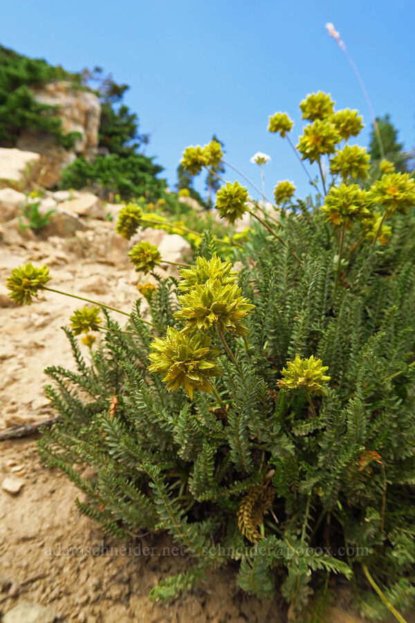 alpine ivesia (Gordon's mousetail) (Ivesia gordonii) [Bald Mountain Trail, Uinta-Wasatch-Cache National Forest, Summit County, Utah]