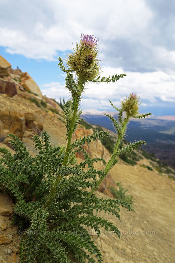 Eaton's thistle (Cirsium eatonii var. eatonii) [Bald Mountain Trail, Uinta-Wasatch-Cache National Forest, Summit County, Utah]