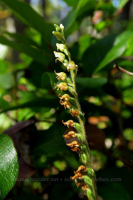 rattlesnake plantain orchid (Goodyera oblongifolia) [Stawamus Chief Mountain, Stawamus Chief Provincial Park, British Columbia, Canada]