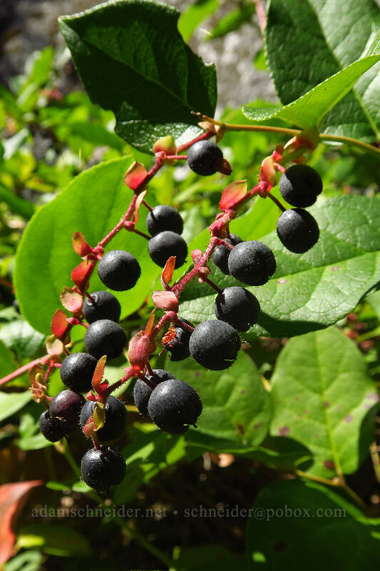 salal berries (Gaultheria shallon) [Slhanay Trail, Stawamus Chief Provincial Park, British Columbia, Canada]