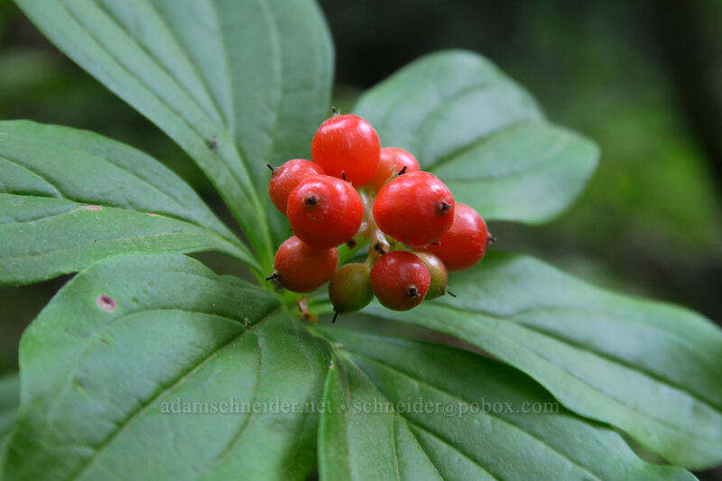 bunchberries (Cornus unalaschkensis (Cornus canadensis)) [Garibaldi Lake Trail, Garibaldi Provincial Park, British Columbia, Canada]