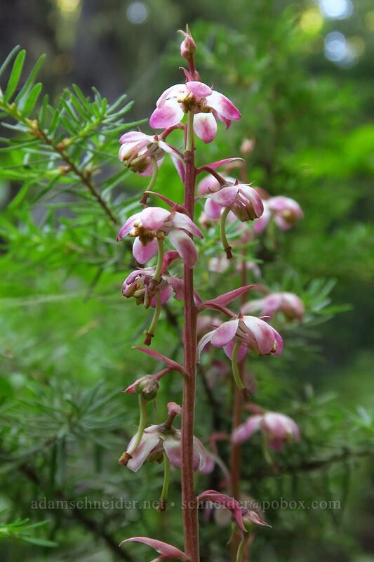 pink wintergreen (Pyrola asarifolia) [Garibaldi Lake Trail, Garibaldi Provincial Park, British Columbia, Canada]