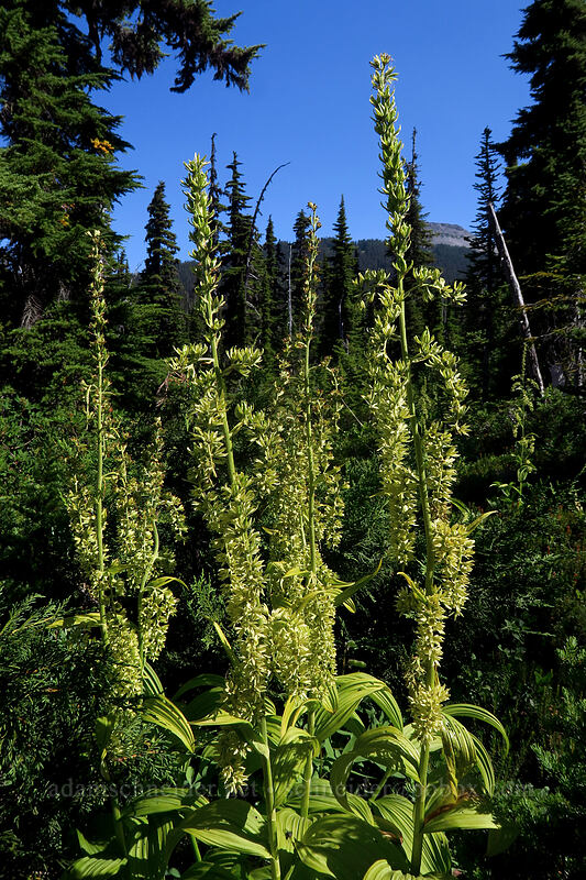 green corn-lily (Veratrum viride var. eschscholzianum (Veratrum eschscholtzianum)) [Taylor Meadows Trail, Garibaldi Provincial Park, British Columbia, Canada]