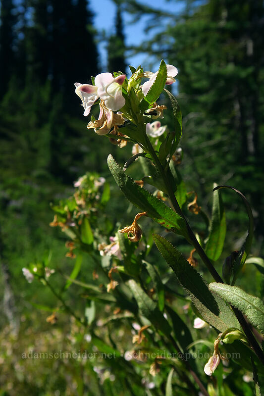 sickle-top lousewort (Pedicularis racemosa) [Taylor Meadows Trail, Garibaldi Provincial Park, British Columbia, Canada]