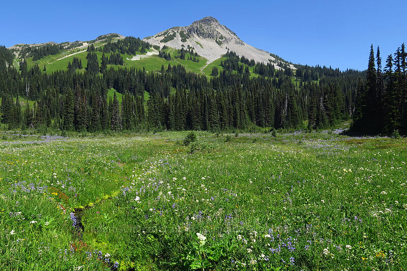 wildflowers [Helm Creek/Black Tusk Trail, Garibaldi Provincial Park, British Columbia, Canada]