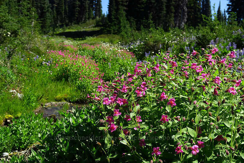 Lewis' monkeyflower (Erythranthe lewisii (Mimulus lewisii)) [Helm Creek Trail, Garibaldi Provincial Park, British Columbia, Canada]