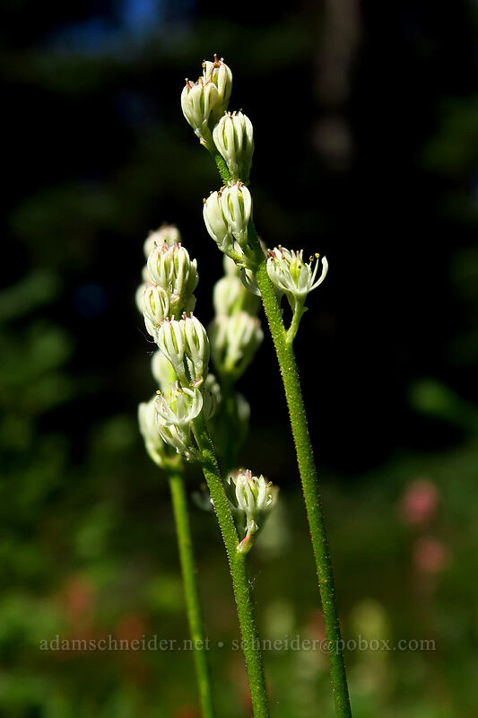 western false asphodel (Triantha occidentalis ssp. brevistyla (Tofieldia glutinosa var. brevistyla)) [Helm Creek Trail, Garibaldi Provincial Park, British Columbia, Canada]