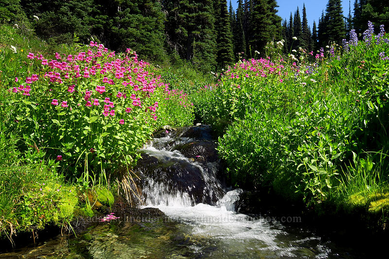 wildflowers [Helm Creek Trail, Garibaldi Provincial Park, British Columbia, Canada]