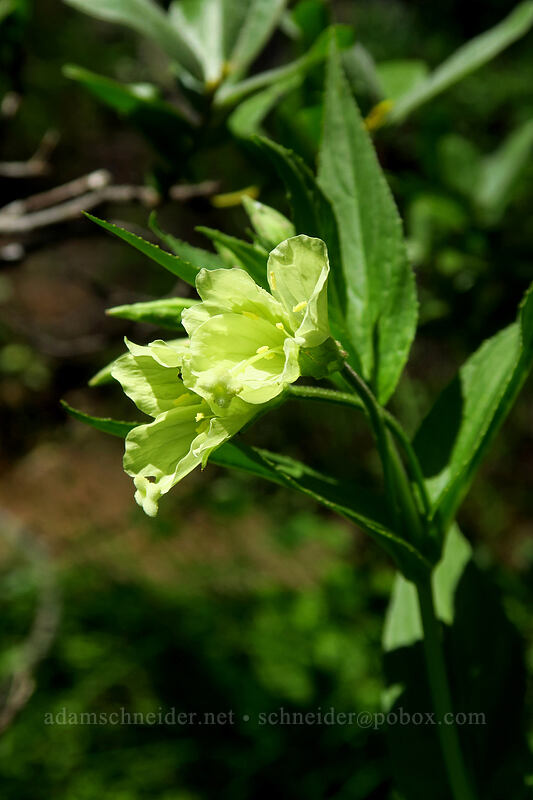 yellow willow-herb (Epilobium luteum) [Helm Creek Trail, Garibaldi Provincial Park, British Columbia, Canada]