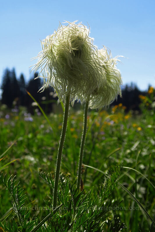 western pasqueflowers (Anemone occidentalis (Pulsatilla occidentalis)) [Helm Creek/Black Tusk Trail, Garibaldi Provincial Park, British Columbia, Canada]