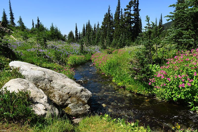 wildflowers [Black Tusk Trail, Garibaldi Provincial Park, British Columbia, Canada]