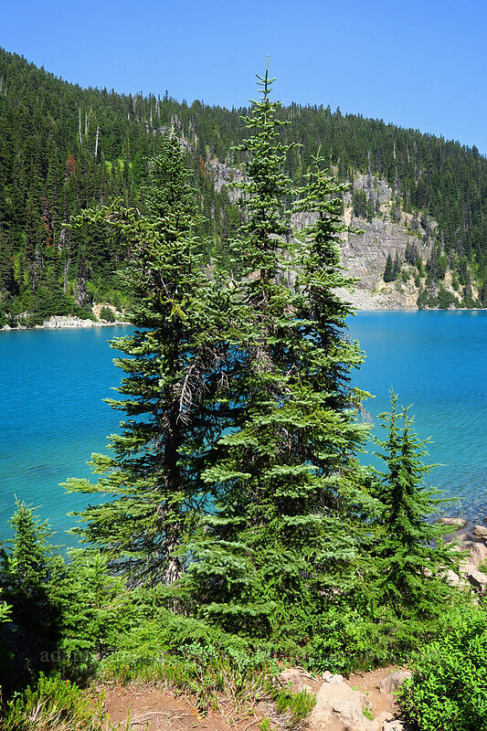 fir trees & Garibaldi Lake (Abies sp.) [Garibaldi Lake, Garibaldi Provincial Park, British Columbia, Canada]