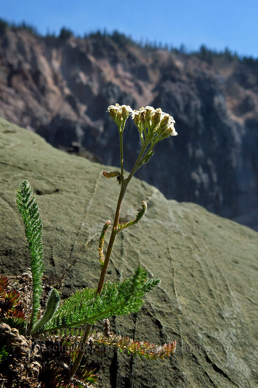 yarrow (Achillea millefolium) [Barrier Viewpoint, Garibaldi Provincial Park, British Columbia, Canada]