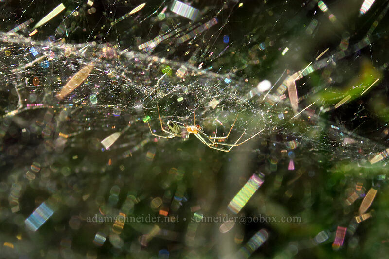 Sierra dome spider (Neriene litigiosa) [Garibaldi Lake Trail, Garibaldi Provincial Park, British Columbia, Canada]