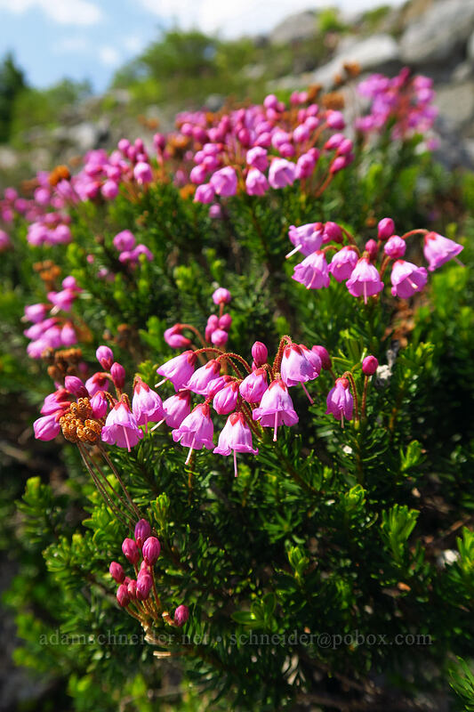 pink mountain heather (Phyllodoce empetriformis) [Chain Lakes Trail, Mount Baker-Snoqualmie National Forest, Whatcom County, Washington]