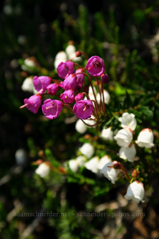 pink & white mountain heather (Phyllodoce empetriformis, Cassiope mertensiana) [Chain Lakes Trail, Mount Baker-Snoqualmie National Forest, Whatcom County, Washington]