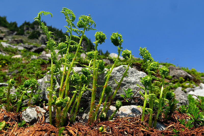 alpine lady fern fiddleheads (Athyrium alpestre var. americanum (Athyrium americanum)) [Chain Lakes Trail, Mount Baker Wilderness, Whatcom County, Washington]