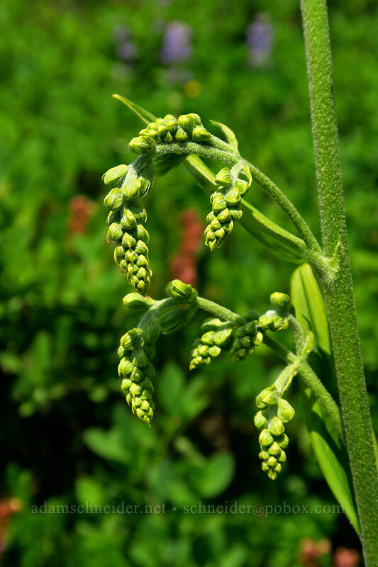 corn lily, budding (Veratrum viride var. eschscholzianum (Veratrum eschscholtzianum)) [Chain Lakes Trail, Mount Baker Wilderness, Whatcom County, Washington]